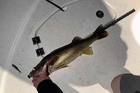  View of fish on deck caught during 4-hour lake fishing trip.