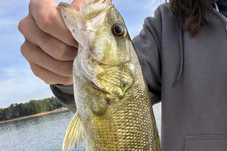  Close-up of fish caught on lake.